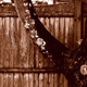 Illustration for article titled Shooting Challenge Gallery: Duotone III